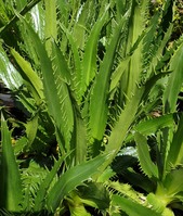 Eryngium agavifolium 
